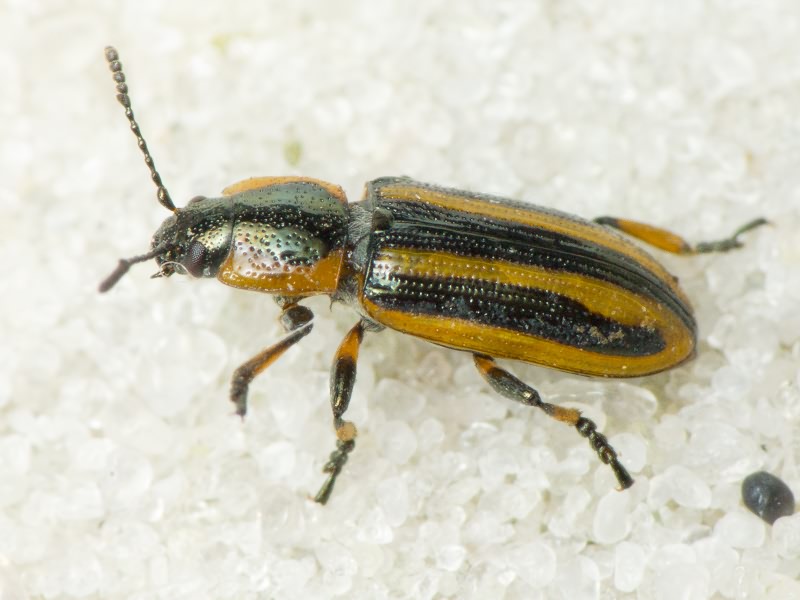 Prasocuris phellandrii (Linnaeus, 1758)